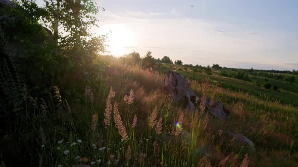 Dry Melinis Minutiflora the Meadow Molasses Grass in Field at Evening Summer Light