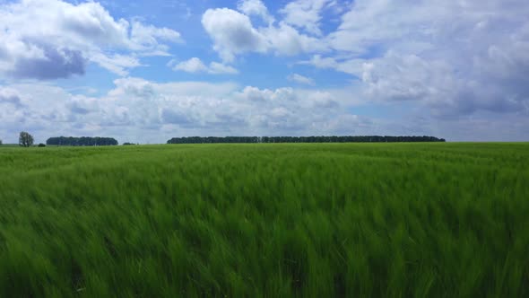 Wheat Spikelets In The Wind