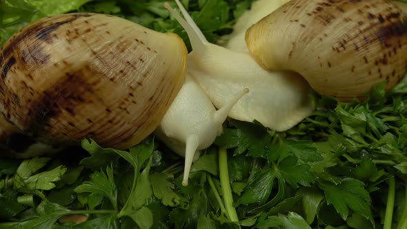 African giant snails