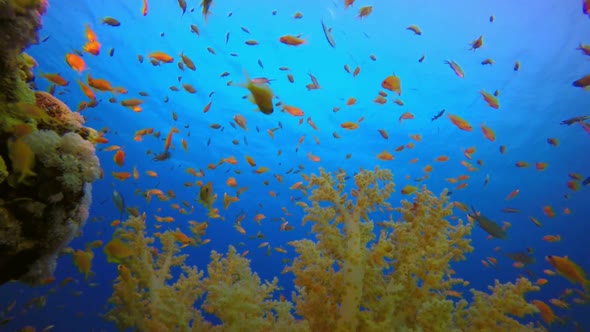 Underwater Tropical Seascape