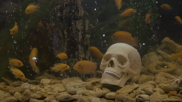 Skull underwater. 