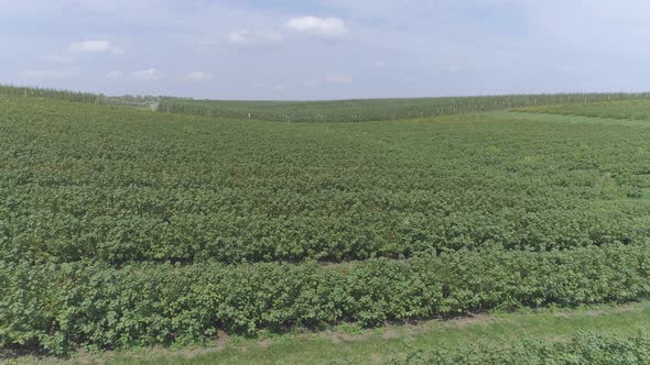 Aerial view of currant plantation