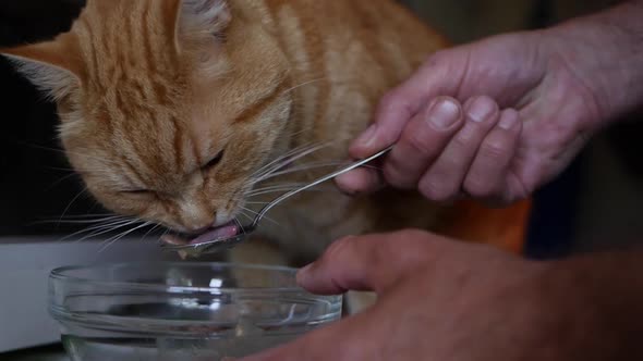 Red Cat Eats Meat Food From a Spoon. Taking Care of Pets