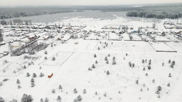 Christmas Trees in a Field Completely Covered with Snow Aerial View