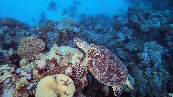 Sea Hawksbill Turtle