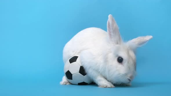 White Rabbit and Soccer Ball on Green Background