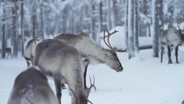 Slowmotion of a reindeer turning its head and walking away as other one walks in from behind in a sn
