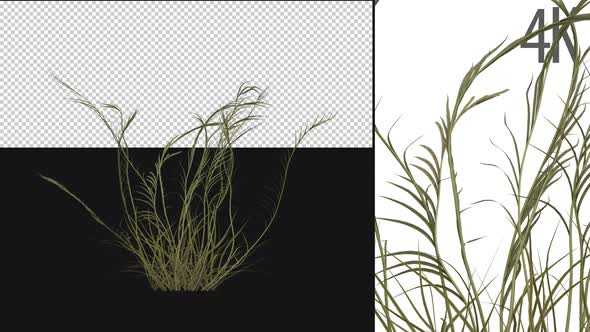 Wild Grass Growing On Alpha