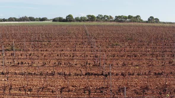 Vineyard Plantations Dron  Video