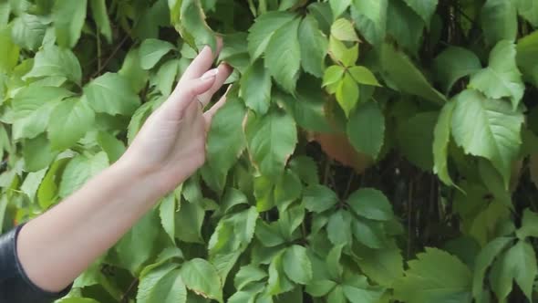 A Woman's Hand Touches Green Leaves