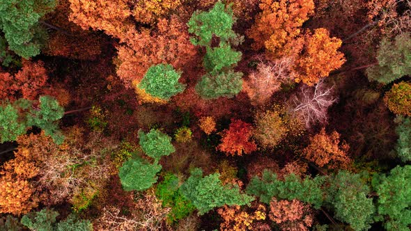 Forest in autumn. Aerial view of wildlife in Poland