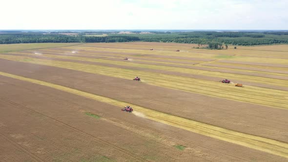 Many Combine Harvesters Harvest Crops In A Rural Field