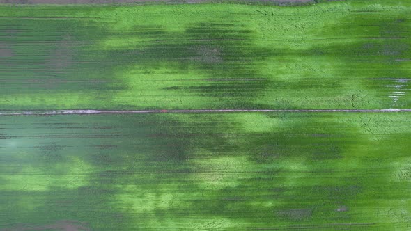 The Paddy Rice Fields of Kedah and Perlis, Malaysia