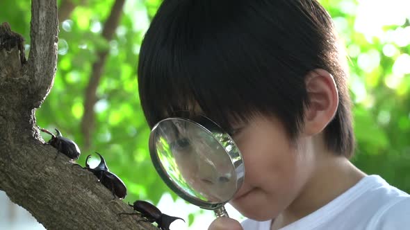 Cute Asian Child Looking Through A Magnifying Glass At A Rhinoceros Beetle In The Forest