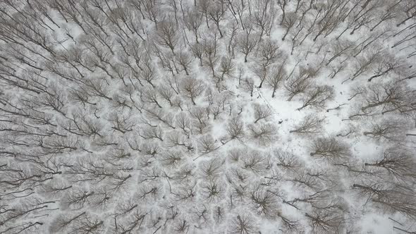 Sabaduri Mountain, Frozen forest, Georgia