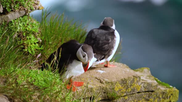 Wild Atlantic Puffin Seabird in the Auk Family in Iceland