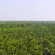 Aerial top view of lush green trees from above in tropical forest in national park in summer - VideoHive Item for Sale