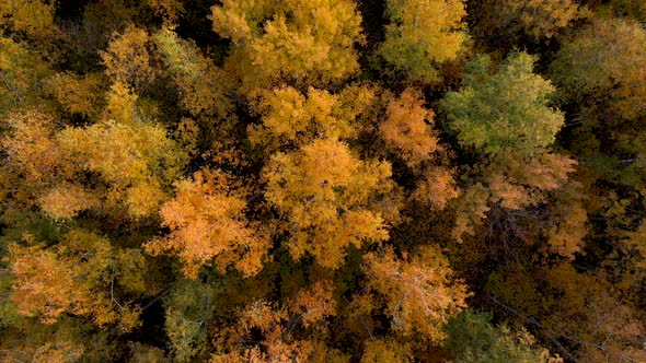 Aerial Up Over Crowns Of Trees In Forest Golden Red Yellow Color On Fall Evening