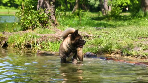 American Akita dog is swimming in the lake