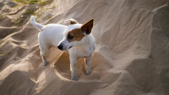 Dog Jack Russell Walks Stands on the Sand