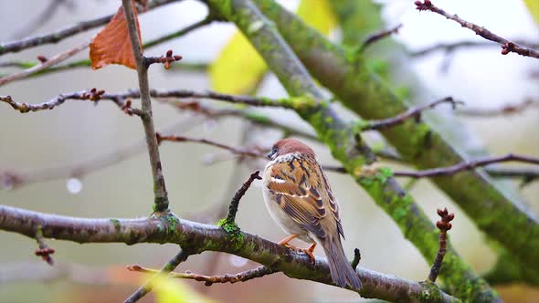 House sparrow (Passer domesticus) flies away from the branch. Slow motion