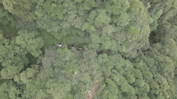 Mtirala National Park from drone, Adjara, Georgia. Flying over subtropical mountain forest