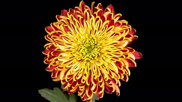 Beautiful Red - Yellow Chrysanthemum Flower Opening