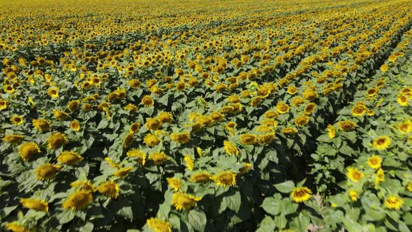 Large Field with Sunflowers on a Sunny Summer Day