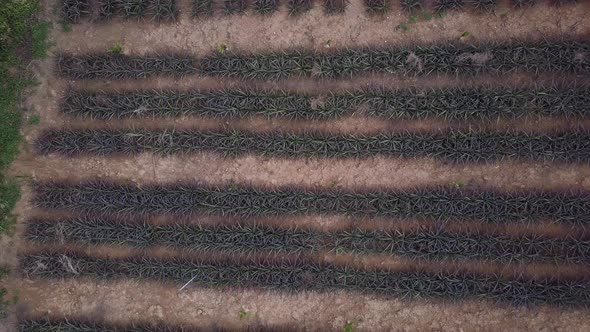 Aerial Top-down Of Pineapple Plantation In The Countryside Of Phuket, Thailand. drone fly-away