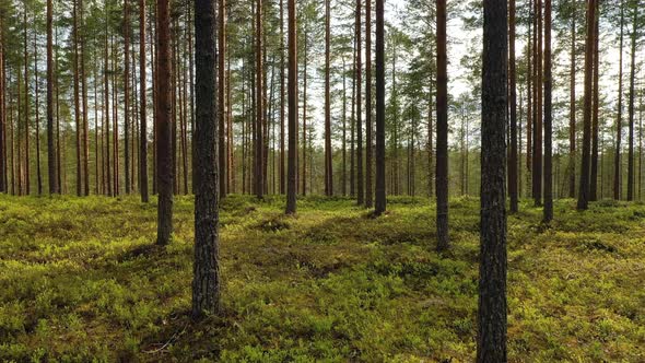 Beautiful Nature of Finland