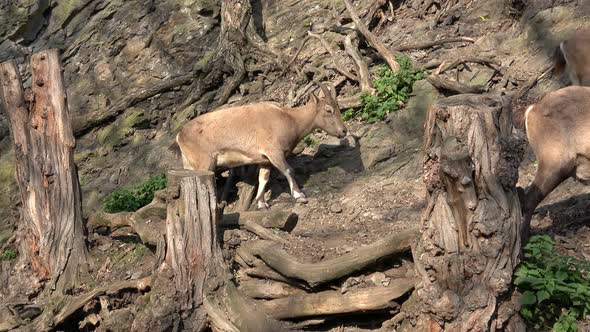Male West Caucasian tur (Capra caucasica), also known as the West Caucasian ibex. 