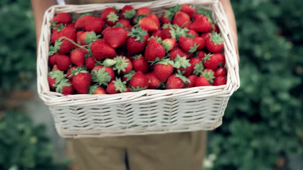 Woman Walking with Fresh Strawberries in Basket