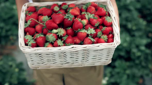 Woman Walking with Fresh Strawberries in Basket / Videohive