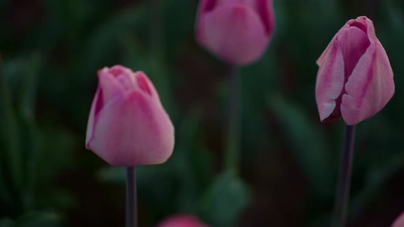 Closeup Pink Tulips Growing in Flower Field