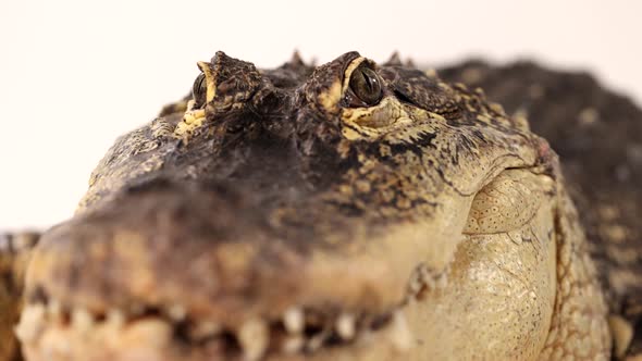 alligator against white background rising smooth view slomo