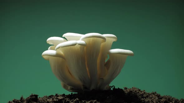 220620_Growing oyster mushrooms rising from soil time lapse.