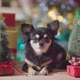 cute chihuahua dog  smile and joyful with christmas tree decorating - VideoHive Item for Sale