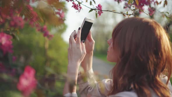 Young Attractive Redhaired Woman Taking Photos of Spring Flowers of Cherry or Sakura Blossoms on