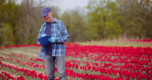 Farmer Examining Red Tulips at Flower Plantation Field. Tulips Plantation.