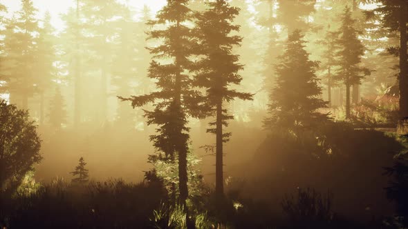 Coniferous Forest Backlit By the Rising Sun on a Misty Day