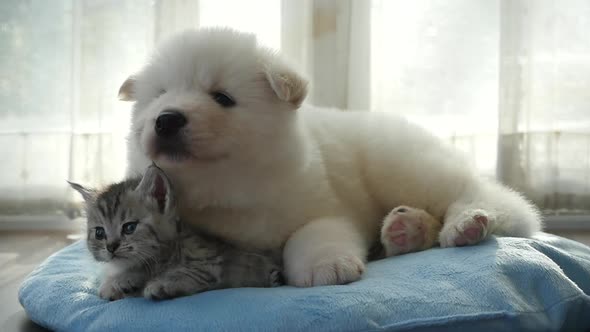 Cute Tabby Kitten And Siberian Husky Playing On The Bed