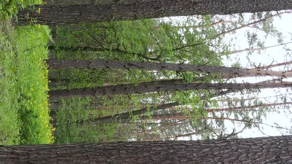 Vertical Video of a Beautiful Green Pine Forest on a Summer Day Slow Motion