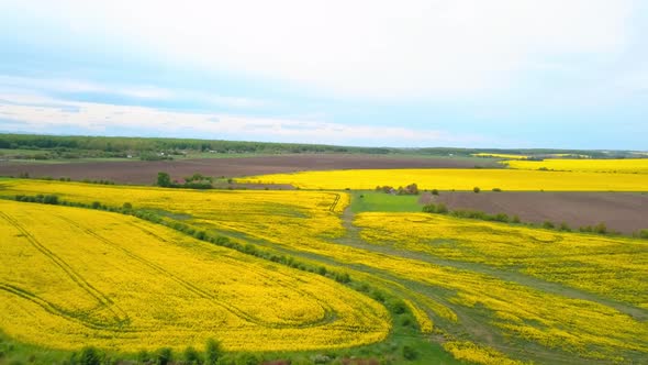 Aerial Drone View of Green Agricultural Field in the Countryside of Ukraine