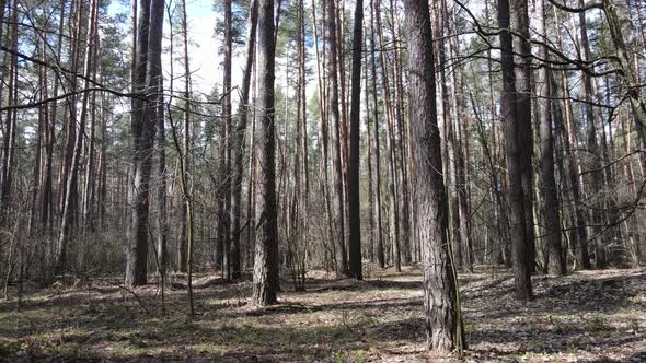 Forest Landscape Aerial View Slow Motion