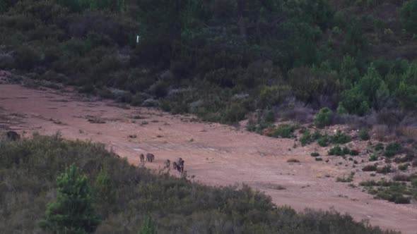 Wild Boar with Piglets in a Row