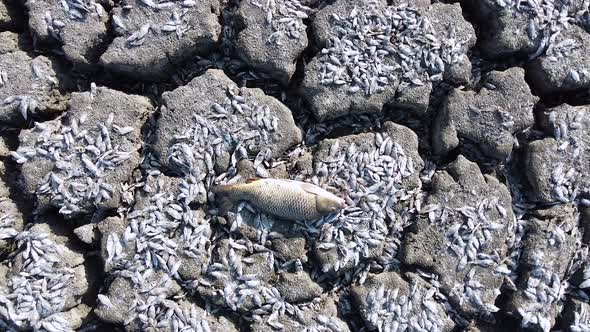 Fish at the bottom of the dried up lake