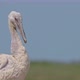 Young Dalmatian Pelican or Pelecanus Crispus in a Wild - VideoHive Item for Sale