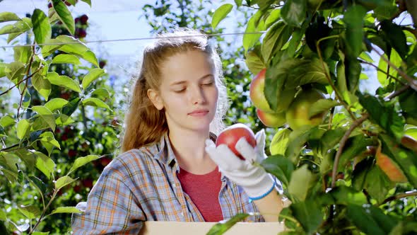 Beautiful Blonde Hair Lady in a Apple Orchard