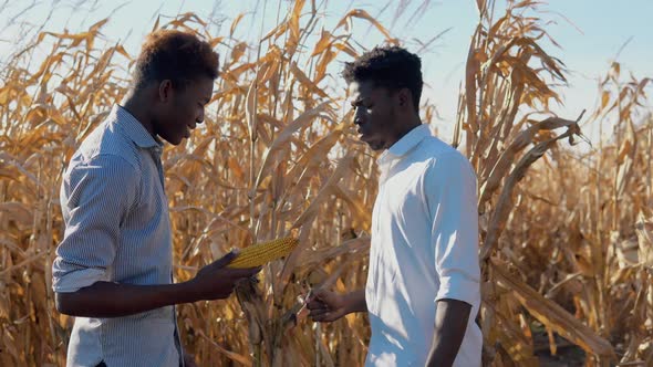 Two Young African American Men Agronomists in the Middle of a Corn Field are Examining and