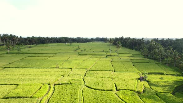 endless tropical green rice fields surrounded by coconut trees in Bali Indonesia, aerial